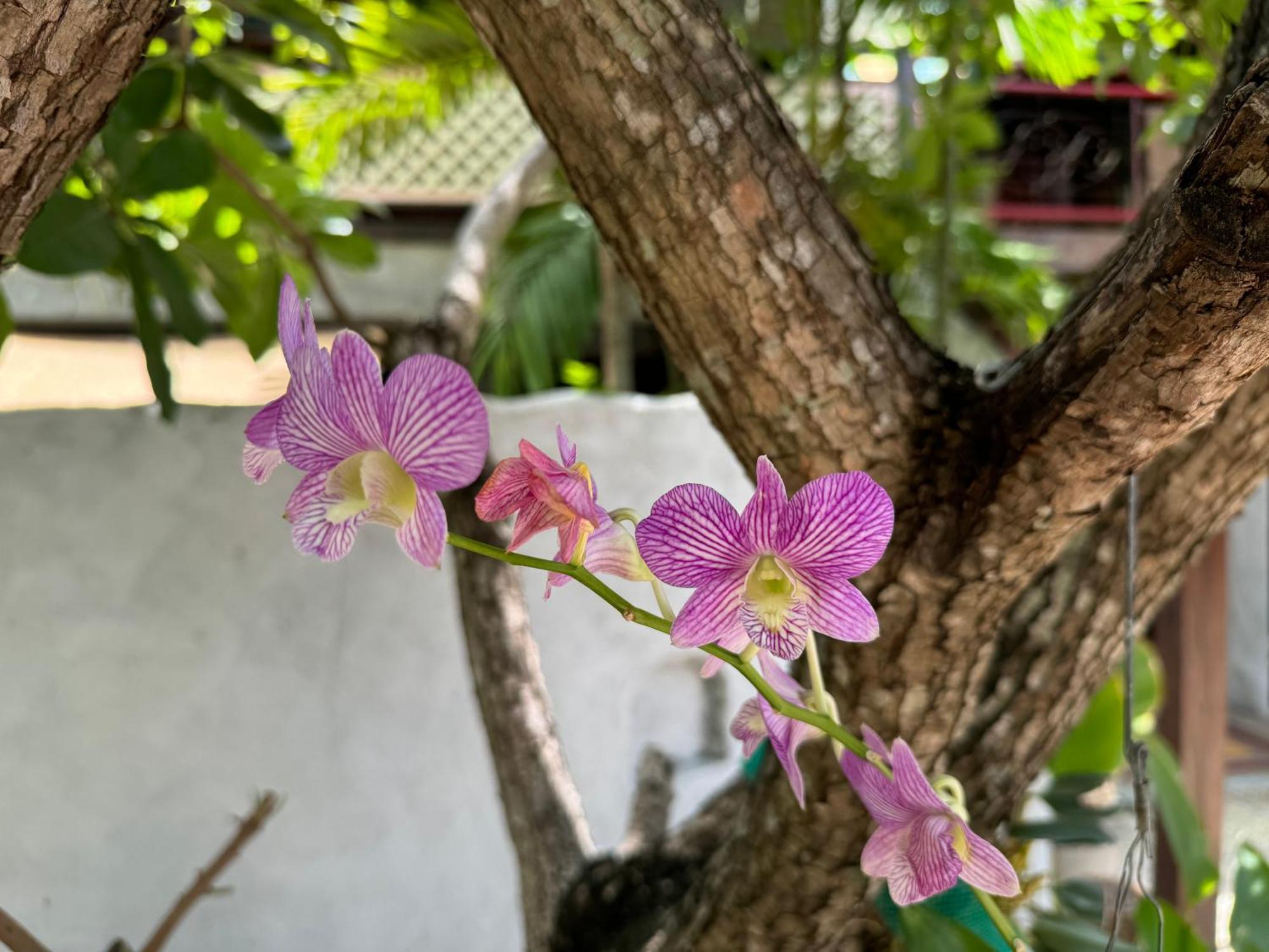 Chiang Mai Las Orquideas Resort Esterno foto